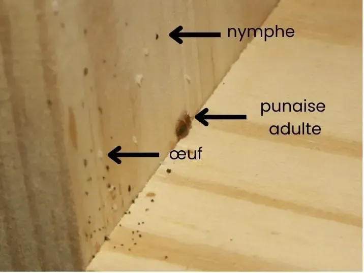 Photo d'œufs de punaise de lit, de nymphes et de punaises adulte pour faciliter leur reconnaissance