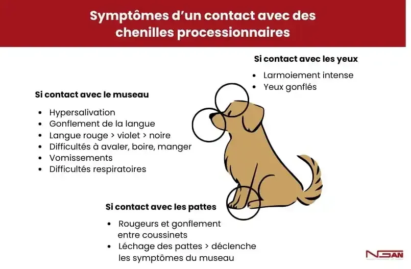 Infographie des symptômes chez le chien après un contact avec des chenilles urticantes du pin ou du chêne