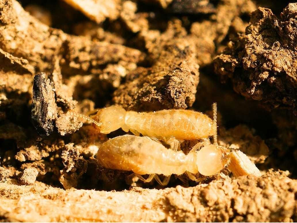 Des termites xylophages qui creusent le bois dans une maison bretonne. 