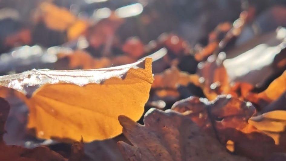 Herbstlaub liegt auf dem Boden.