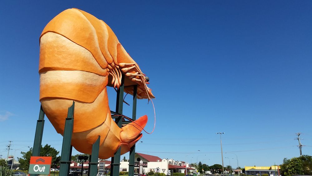 A Large Statue of a Shrimp With a Sign That Says Out — Ocean Air Electrical in Ballina, NSW