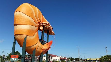 A Large Statue of a Shrimp With a Sign That Says Out — Ocean Air Electrical in Ballina, NSW