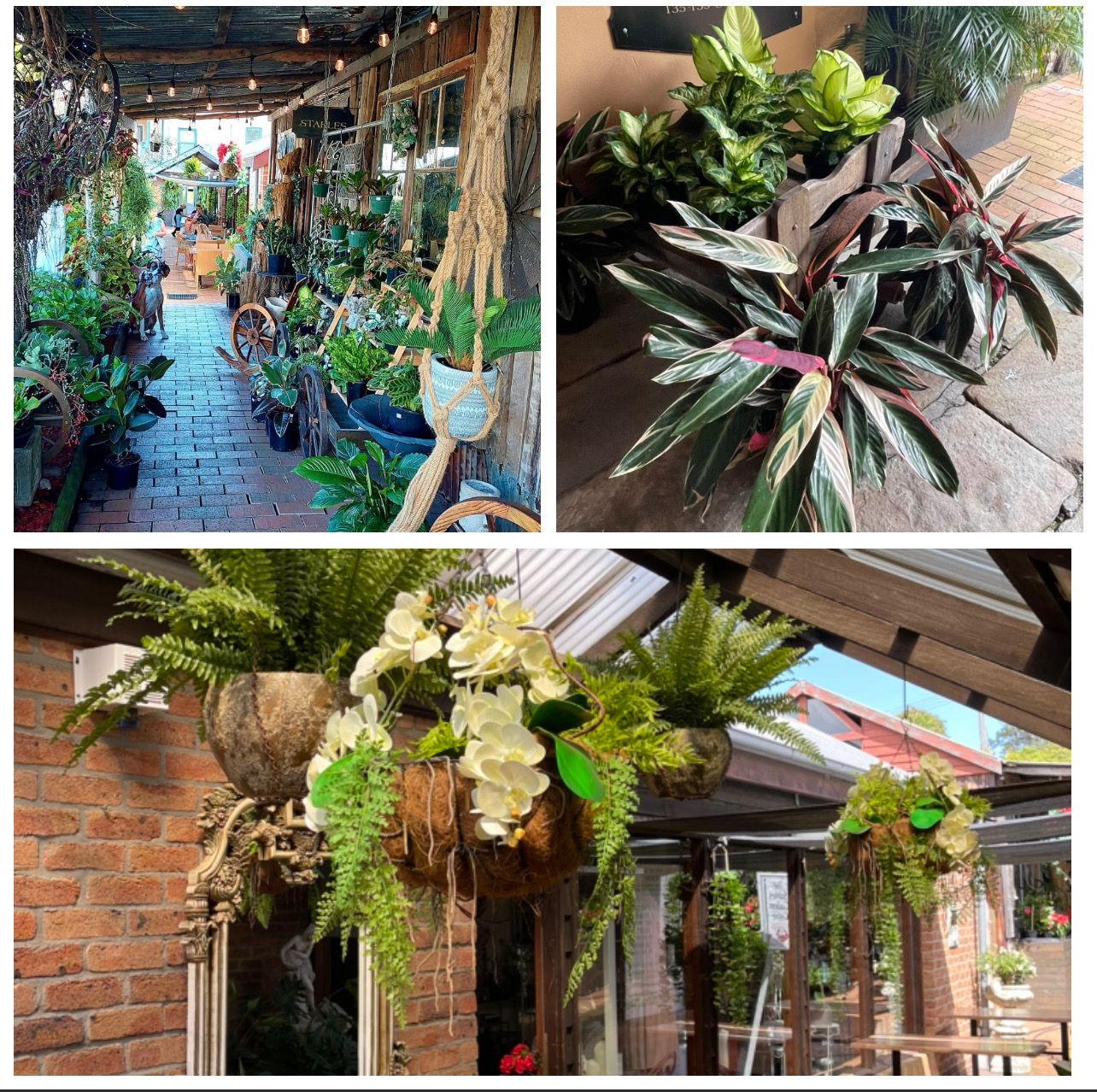 Plants displayed in a shop, including hanging baskets and potted varieties. Sunlight shines.