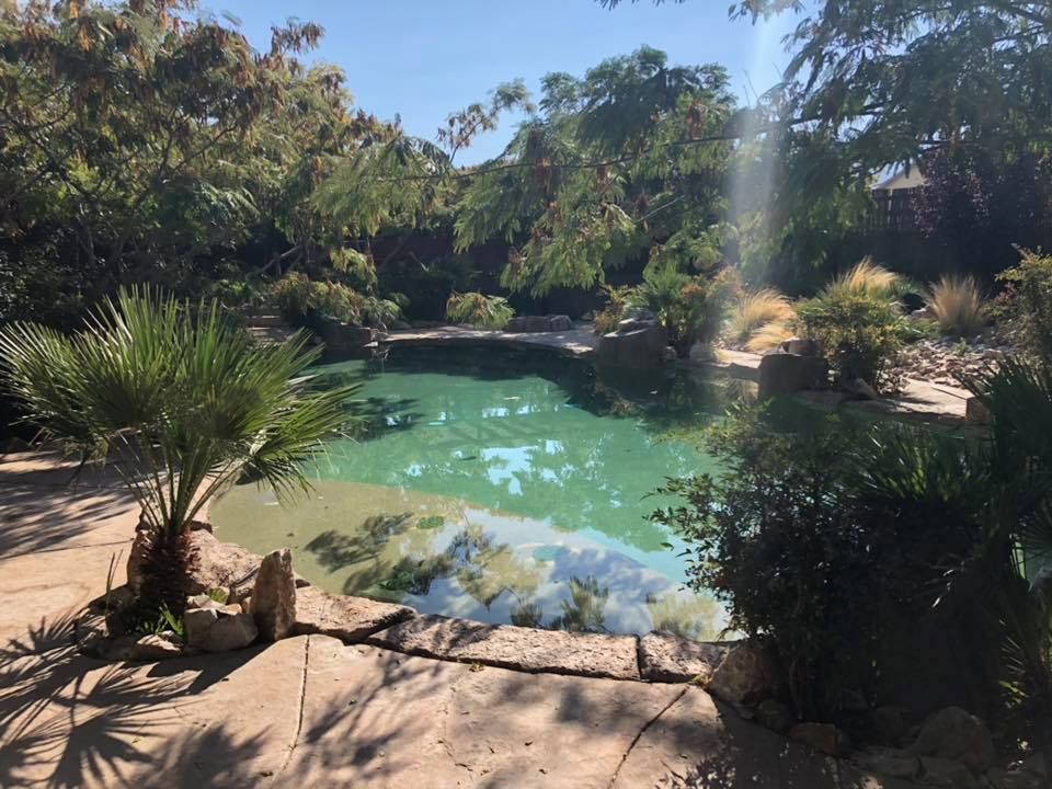 A large pond surrounded by trees and bushes on a sunny day