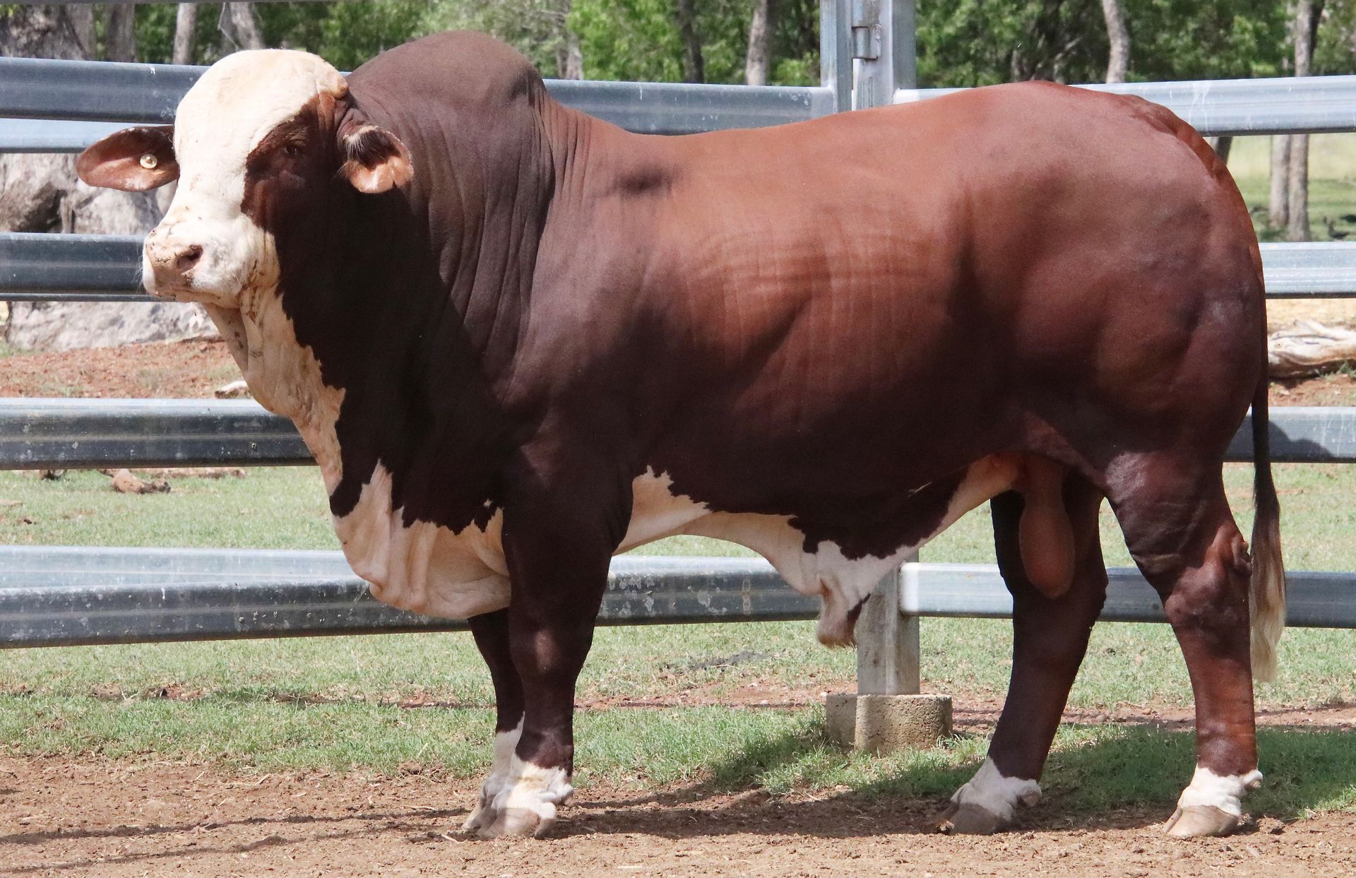 A brown and white bull standing in front of a fence