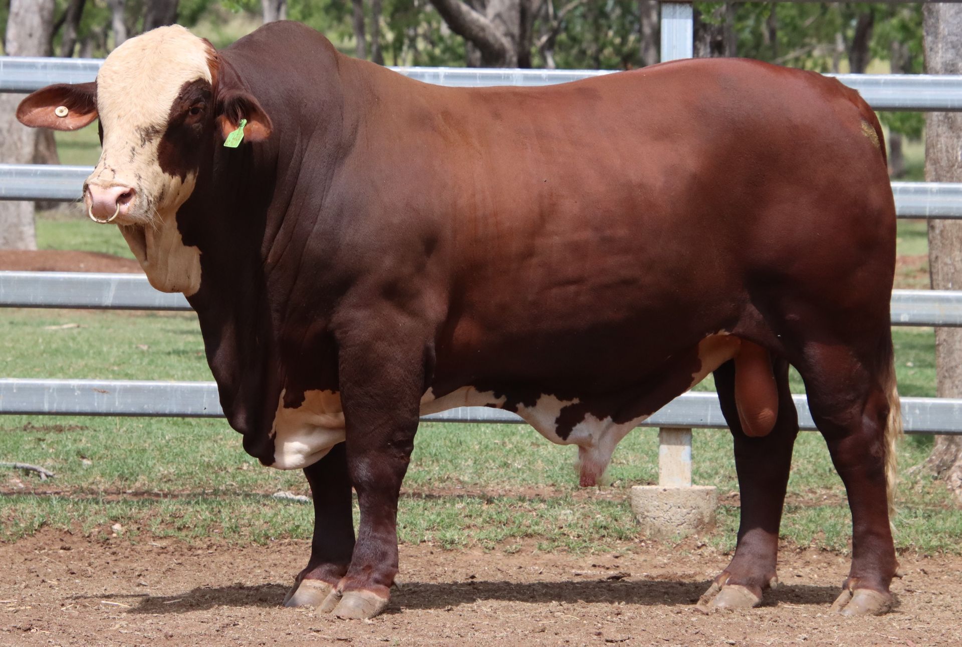 A brown and white bull is standing in front of a fence.