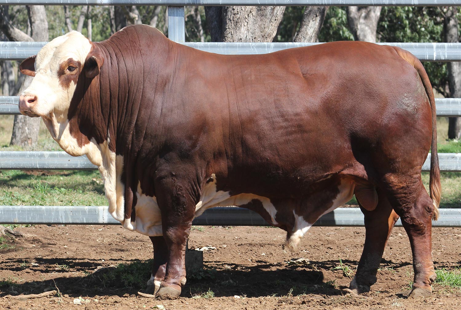 Lot 54 - Strathgyle Albert (P)