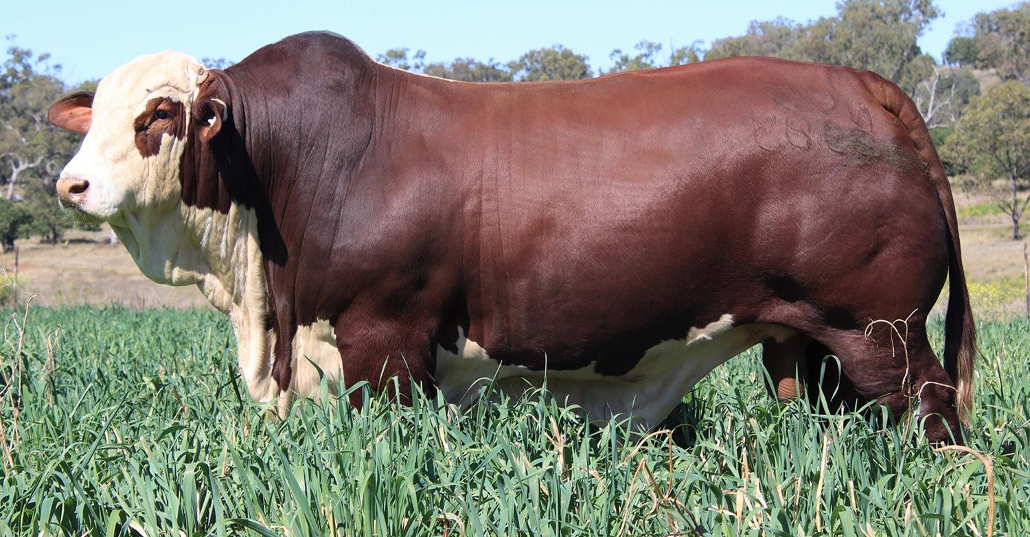Lot 55 - Strathgyle Harvey (P)