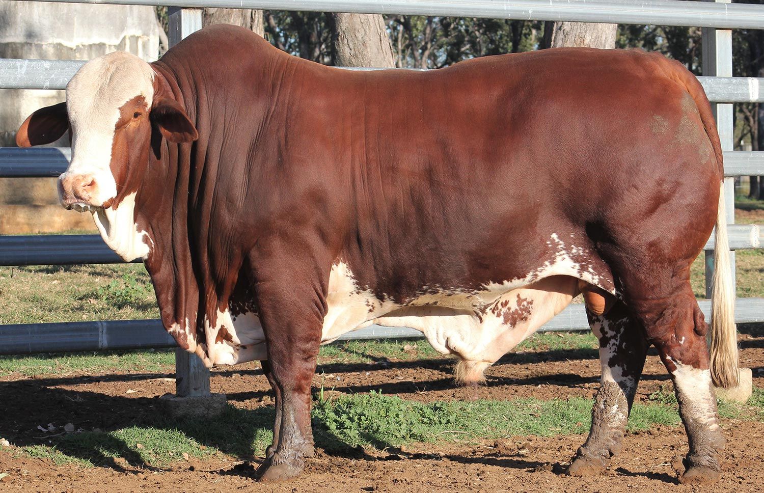 Lot 57 - MCN Joseph (PP)