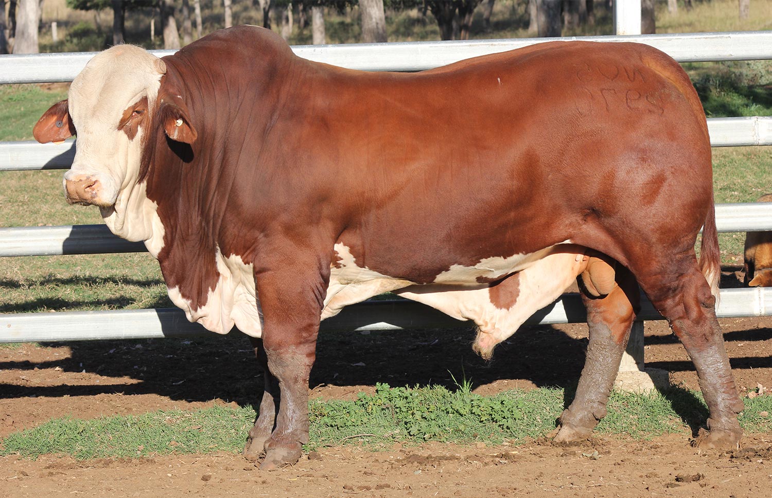 Lot 59 - Strathgyle Rupert (P)
