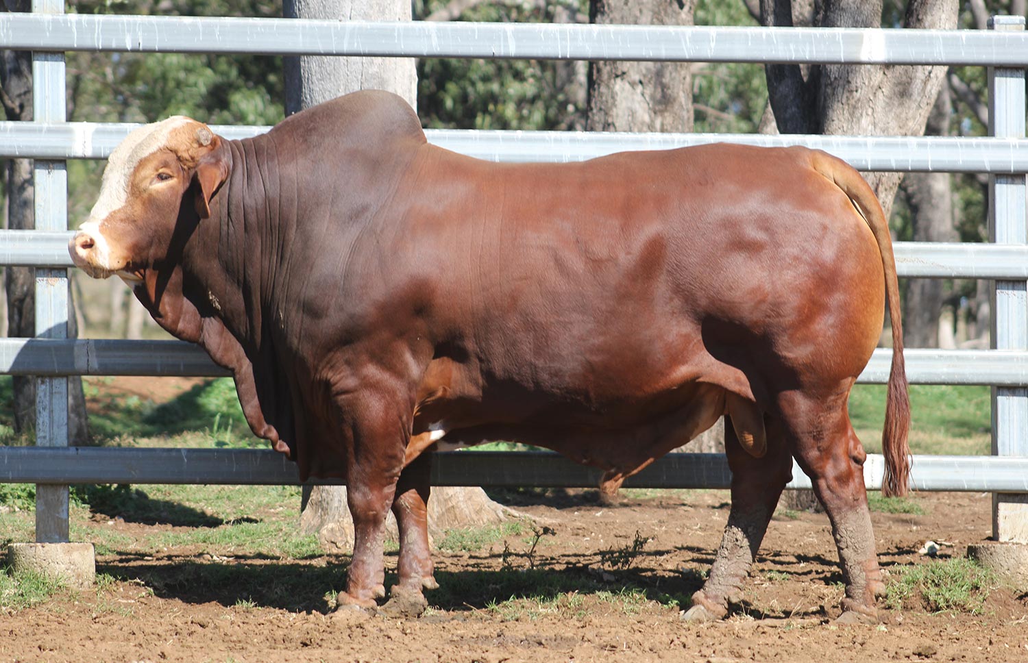 Lot 61 - Strathgyle Herd Bull (P)