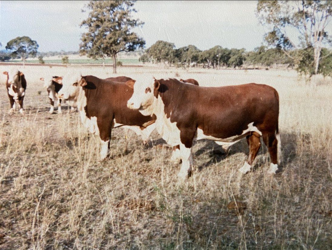 MCN---1987-Strathgyle-Sale-Bulls