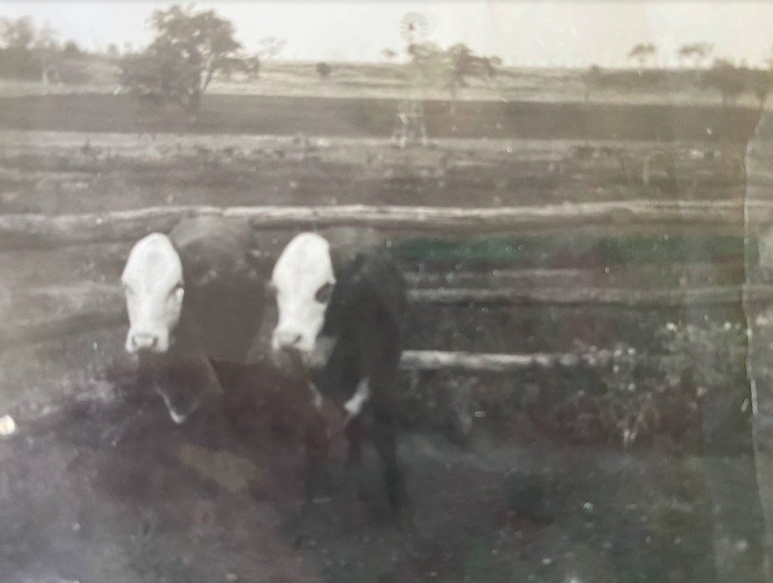 MCN---Foundation-Cows