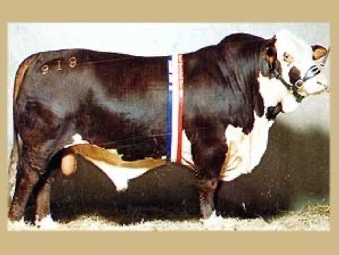 MCN---Strathgyle-Benny-1997-EKKA-2