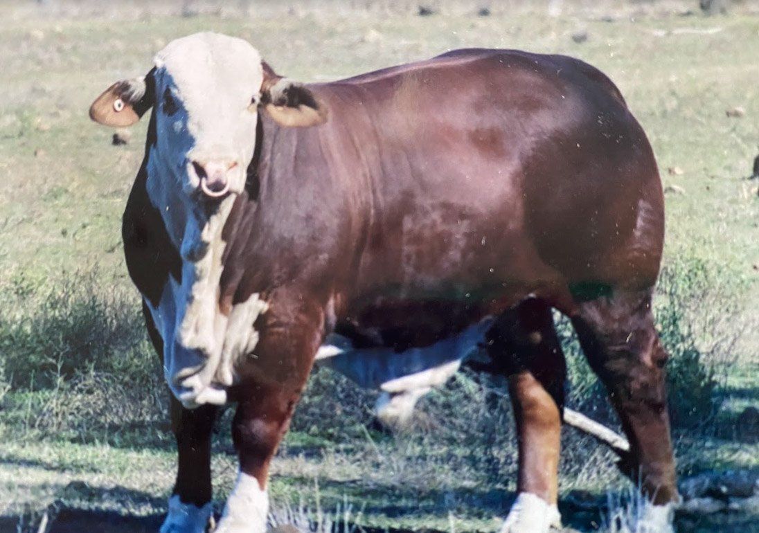 MCN---Strathgyle-Rattles