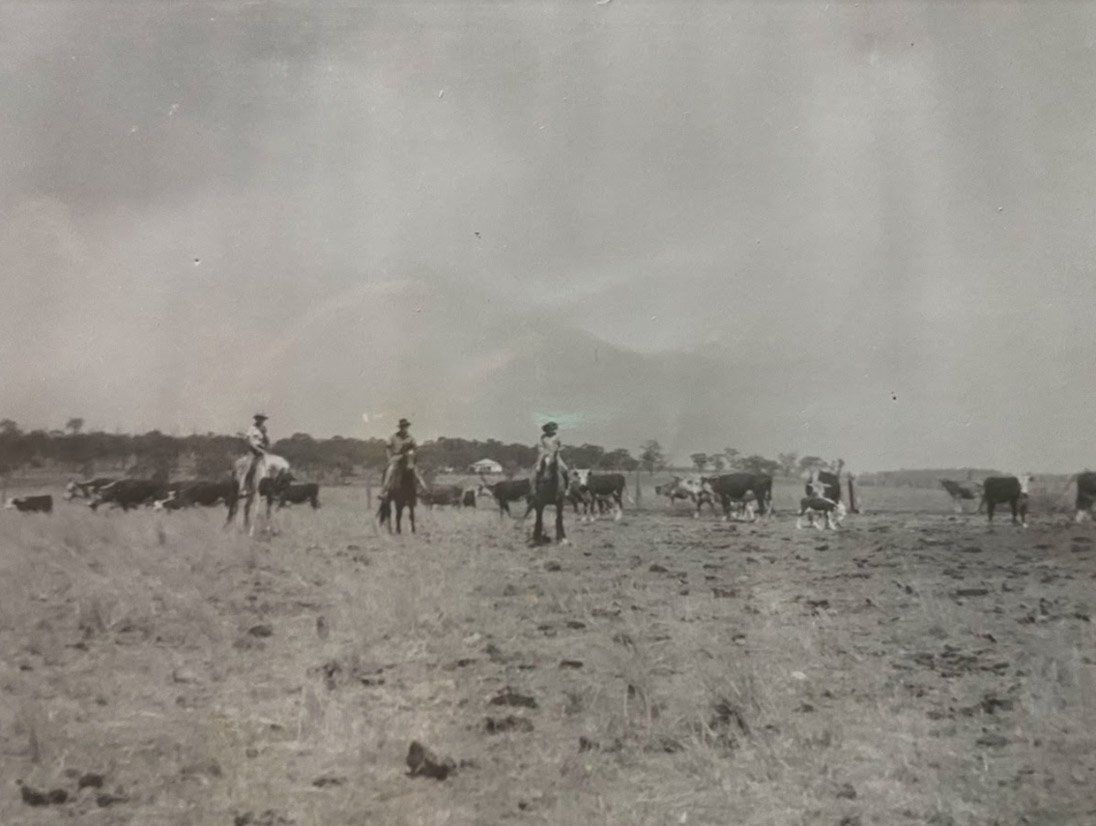 MCN---mustering-Longacre-60-years-ago-when-grassed-1958
