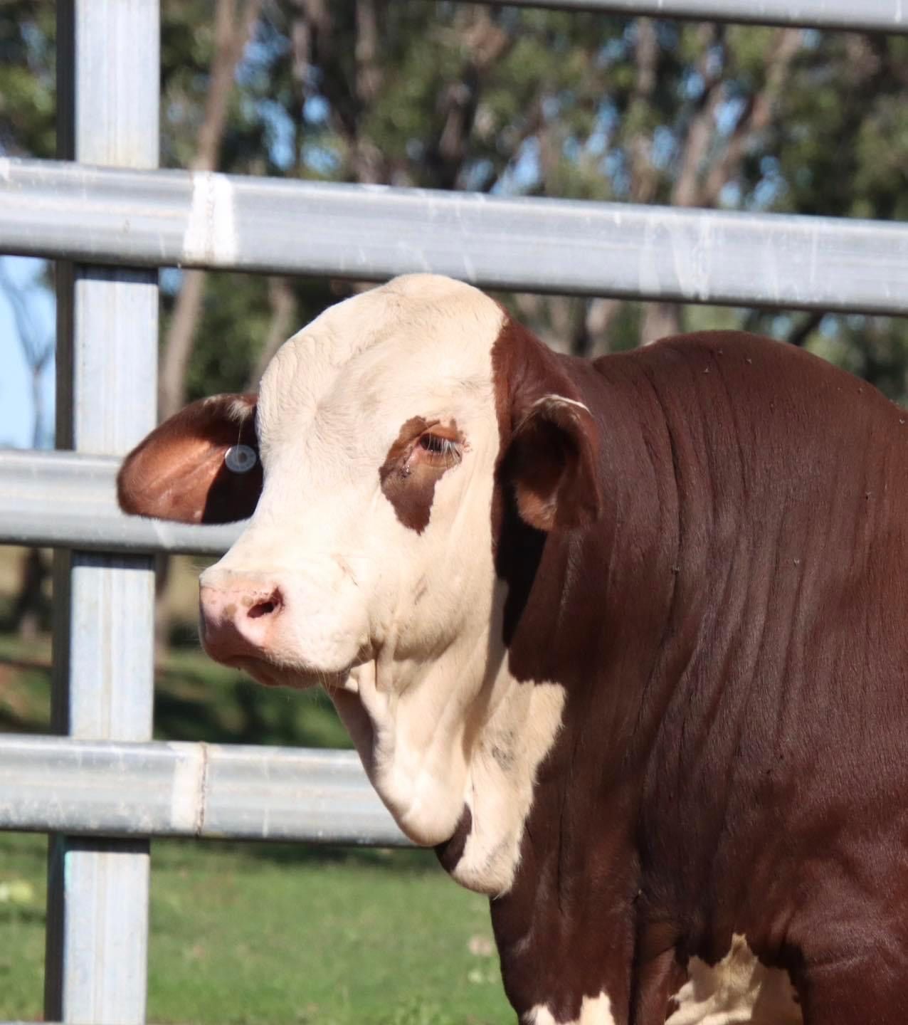A brown and white cow behind a metal fence