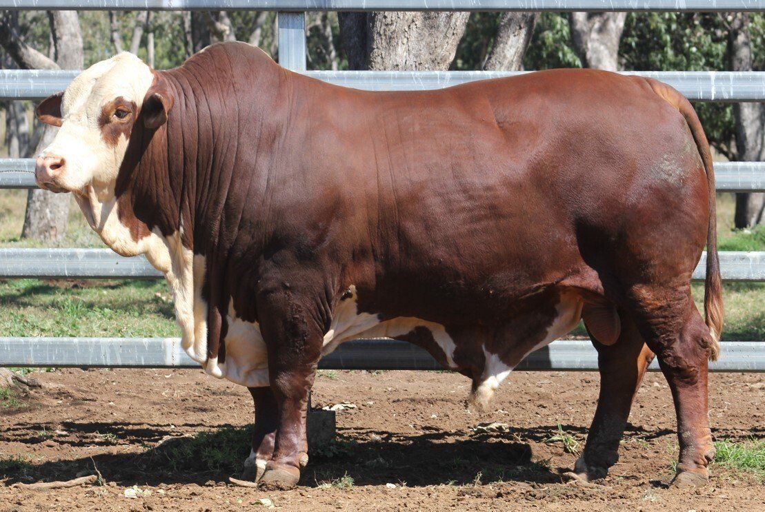 Strathgyle Albert(P)