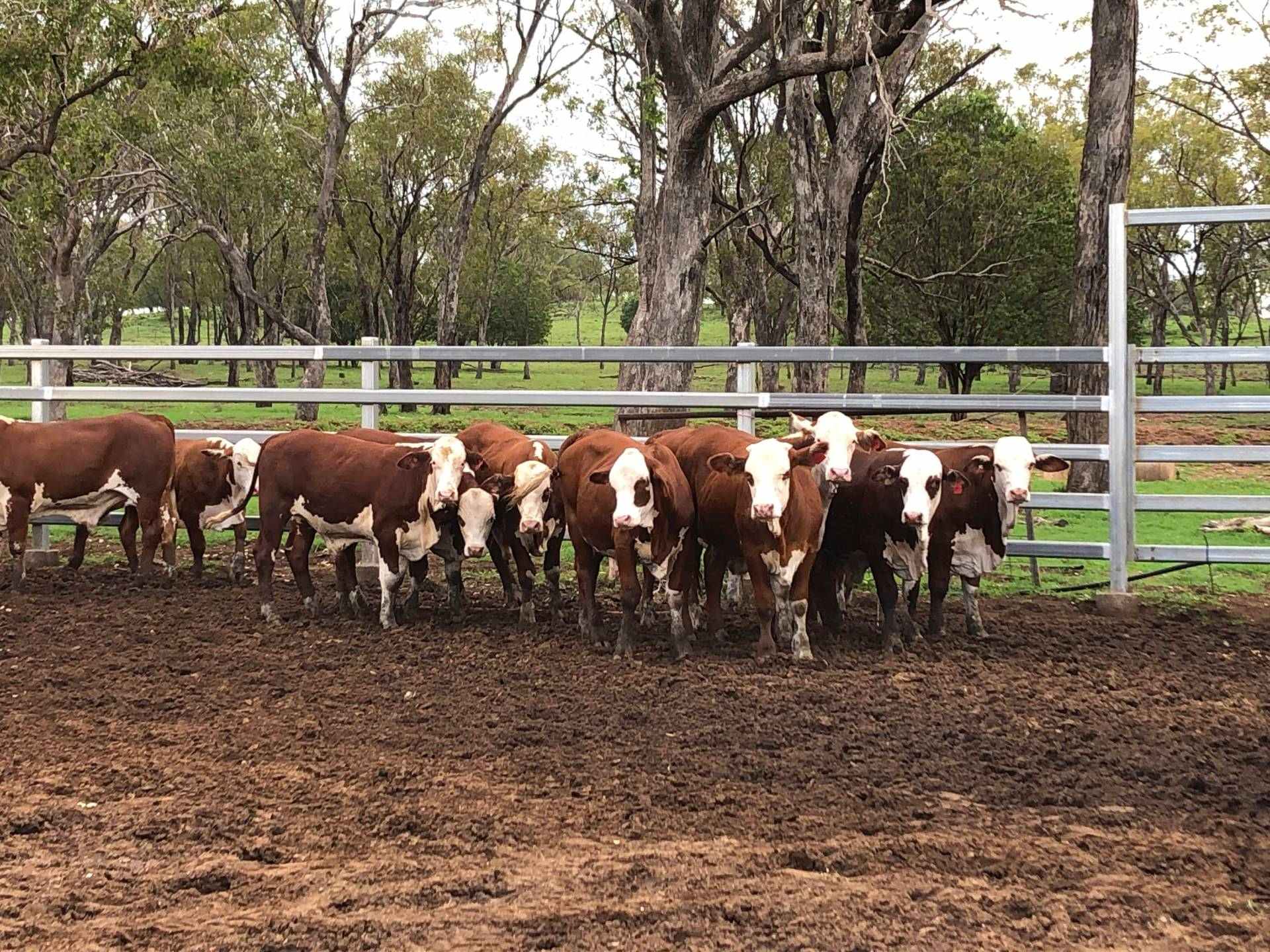 cows-walking-on-dirt