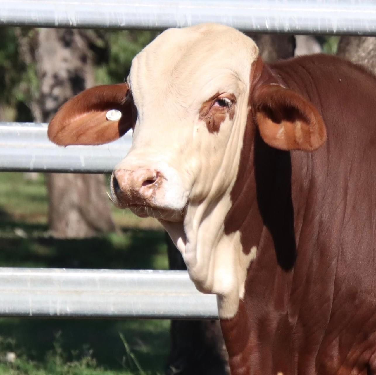 A brown and white cow standing in front of a metal fence