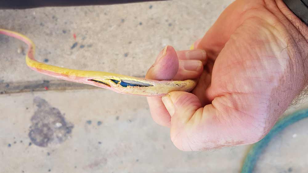 Man Holding A Broken Wire — Coastal Test & Tag in Bonville, NSW