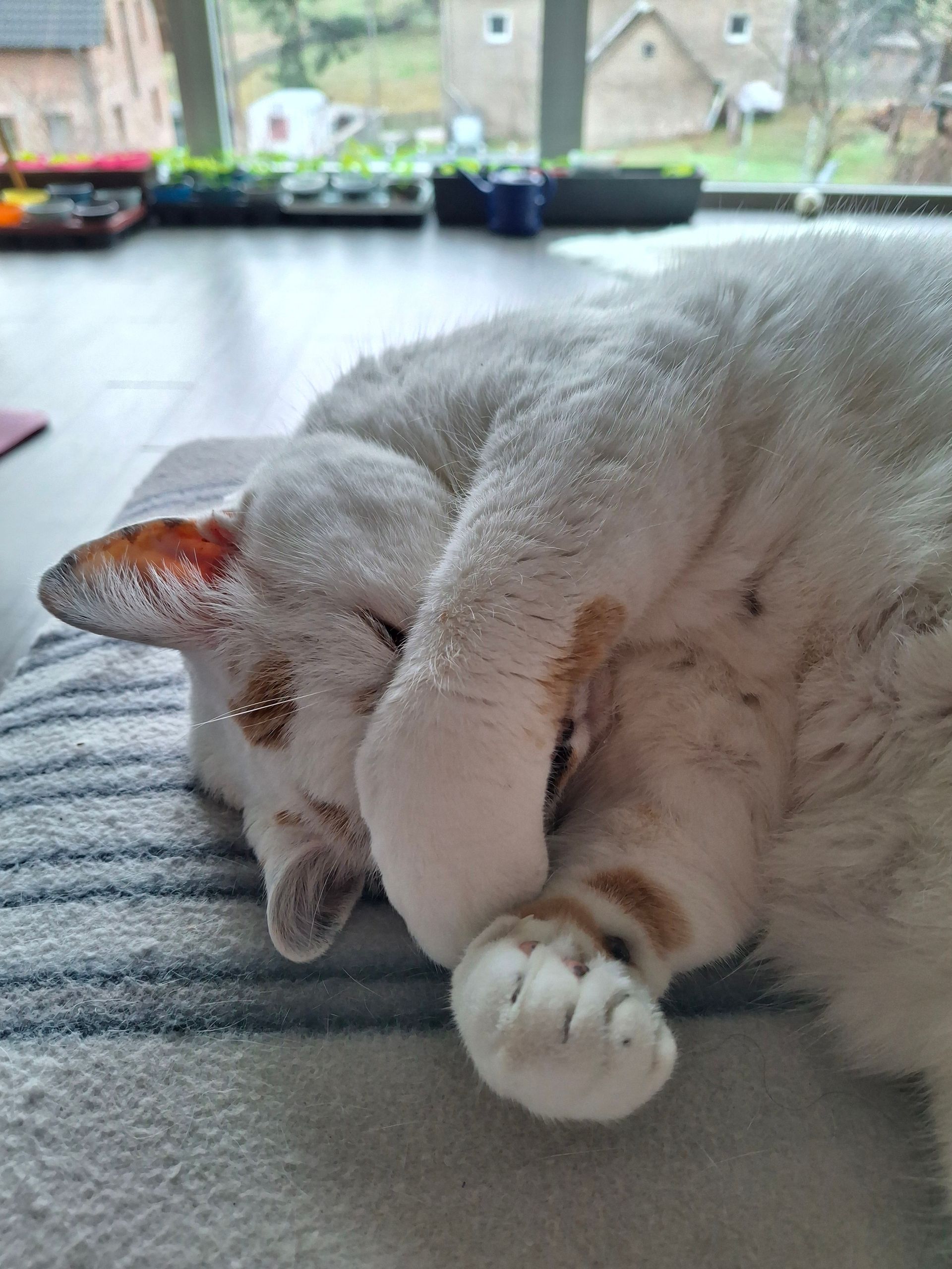 Katze müde schläft