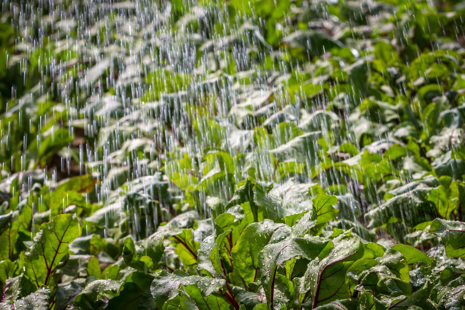 Green leafy plants being watered, water droplets visible.