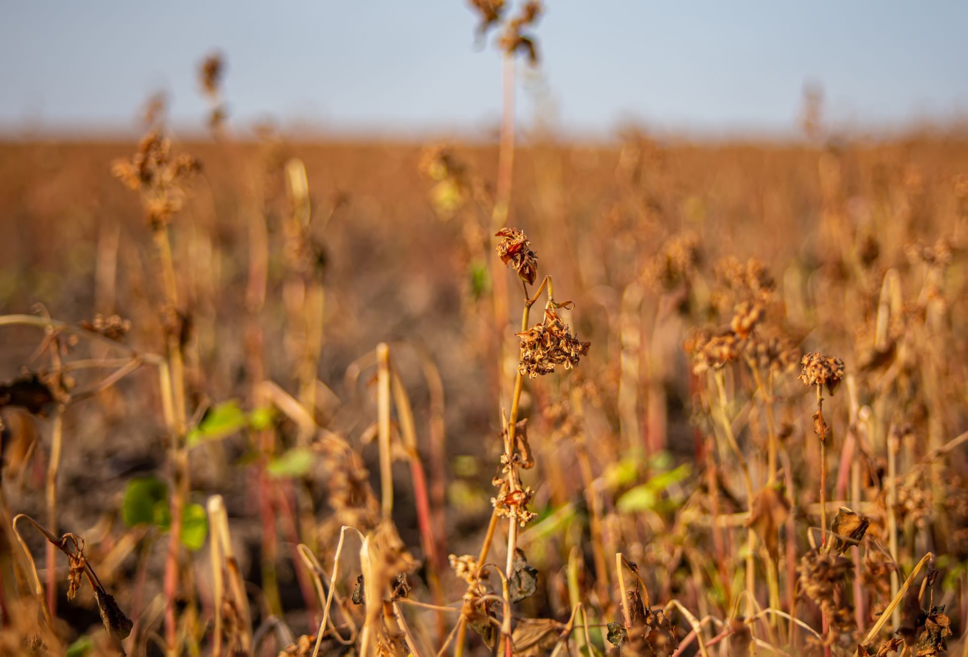 Field of dried crops with brown stalks and seed heads under a clear sky.
