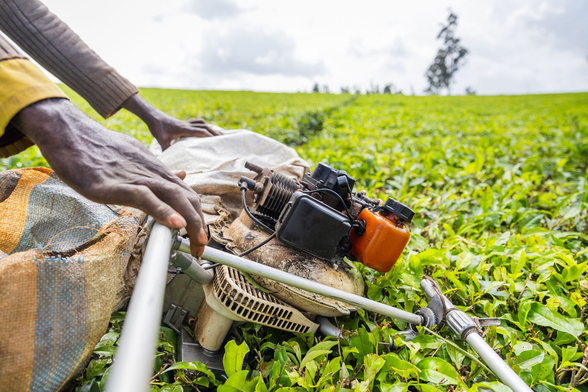 Person harvesting tea with a mechanical clipper in a green field, cloudy sky.