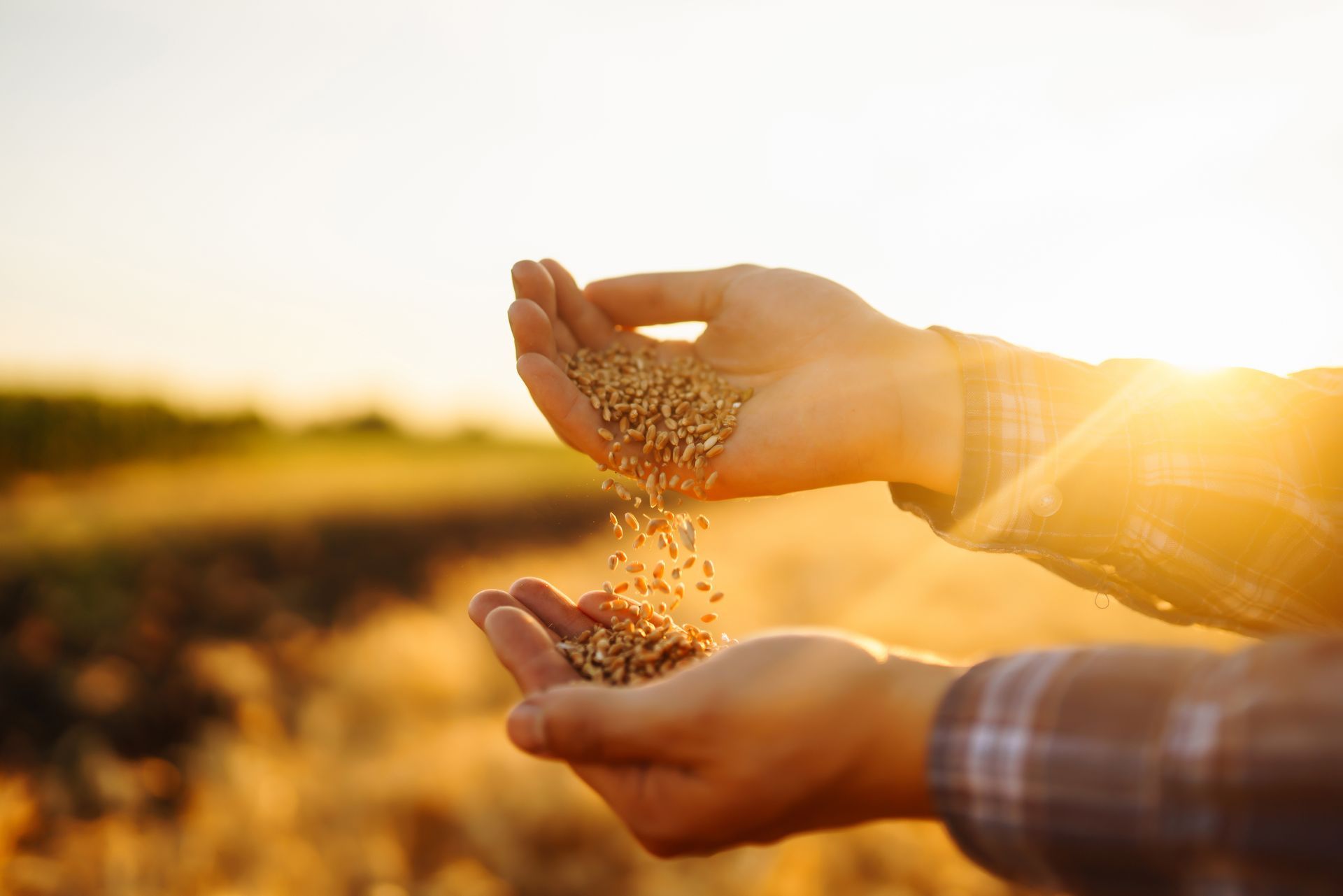 Hands holding and pouring grains in a sunlit field.