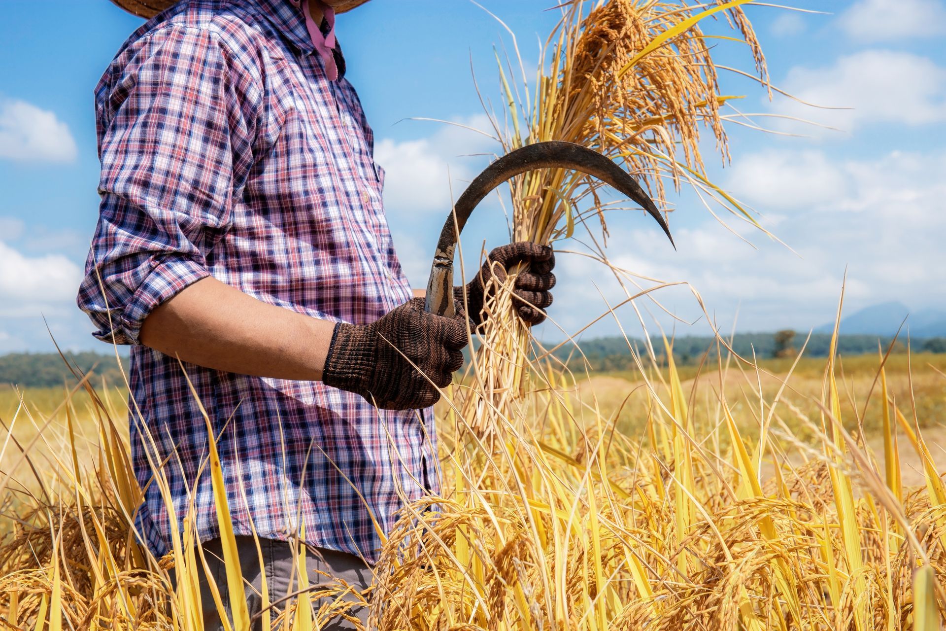 Farmer harvesting rice with a sickle in a field on a sunny day.
