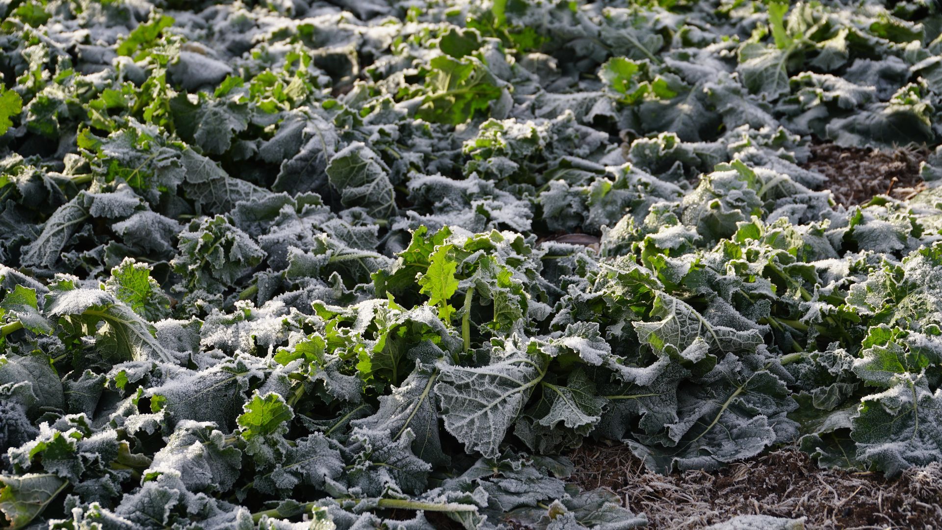 Green leafy plants covered in frost in a field.