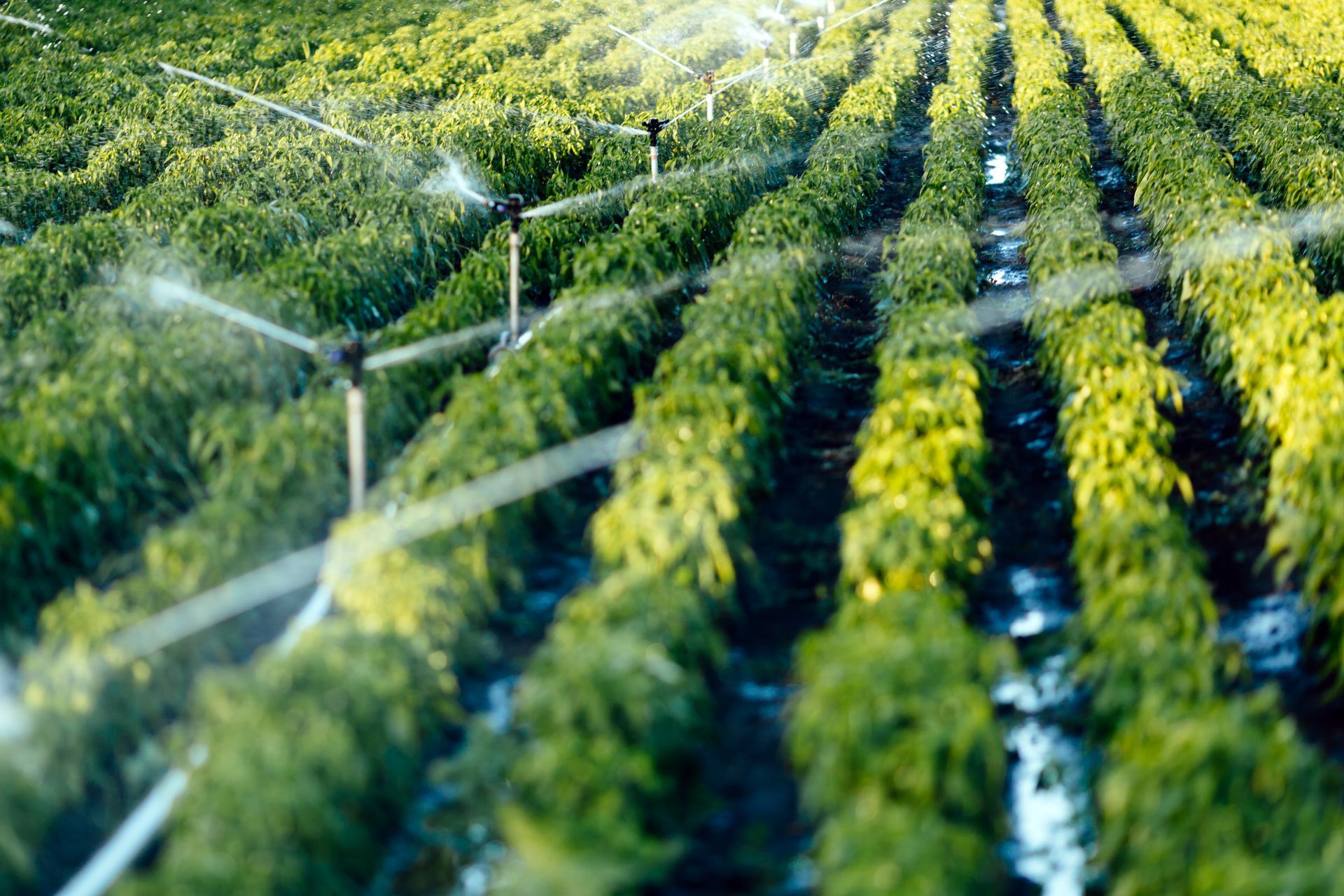 Rows of green crops being watered by sprinklers in a field.