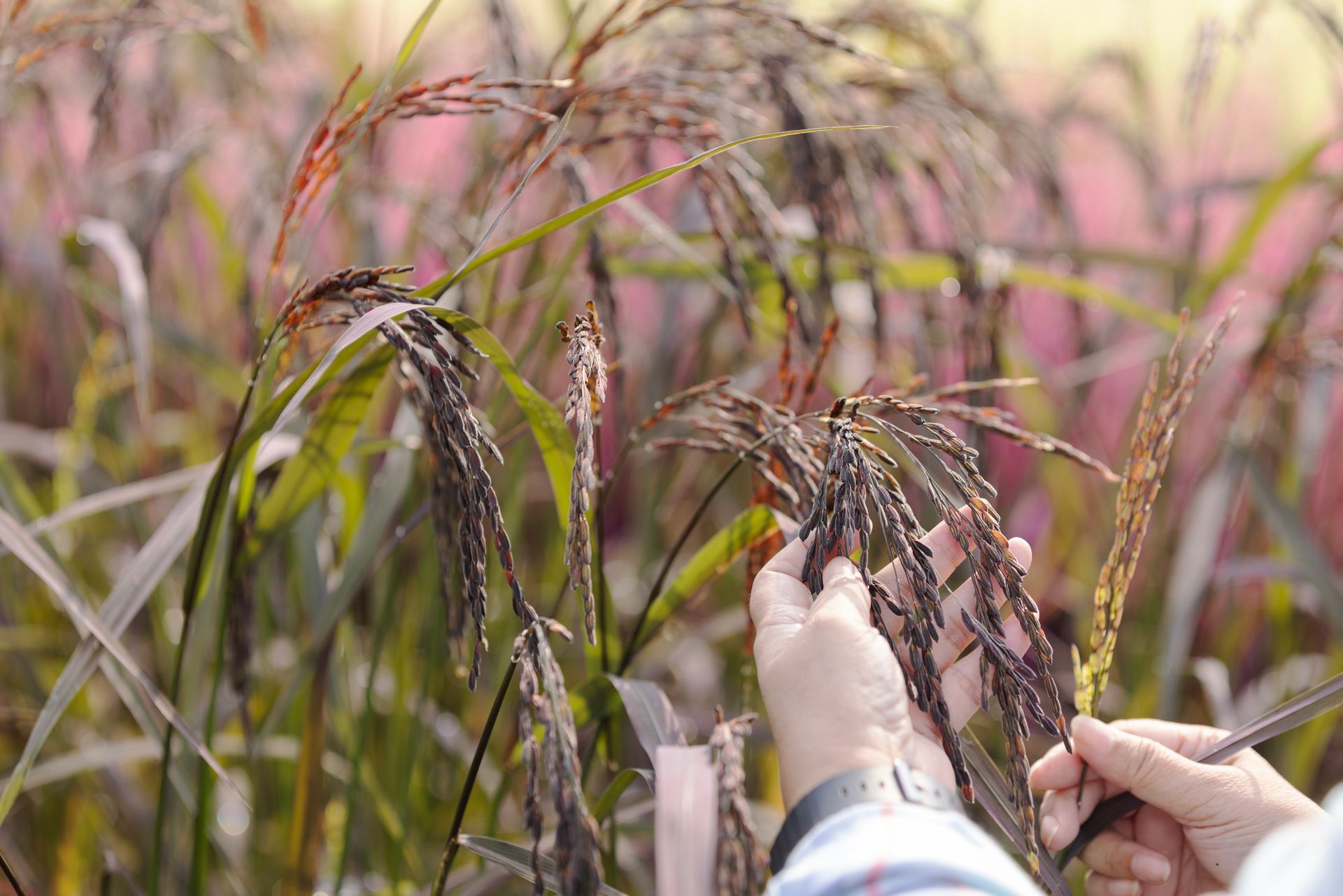 Person examining black rice stalks in a field; hand detail.