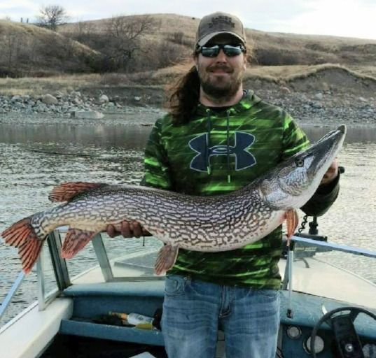 A man in an under armour shirt is holding a large fish