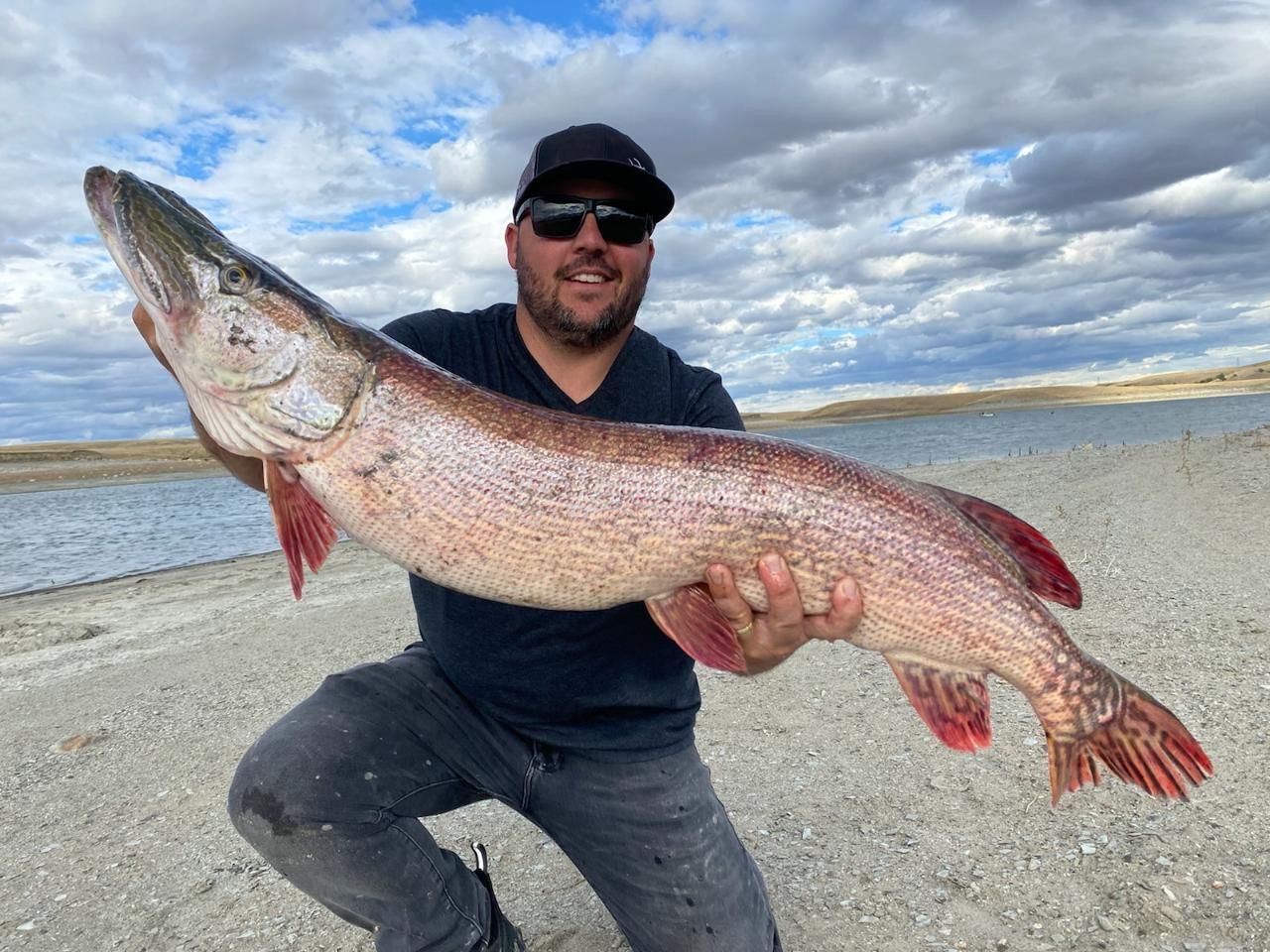 A man is kneeling down on the beach holding a large fish.