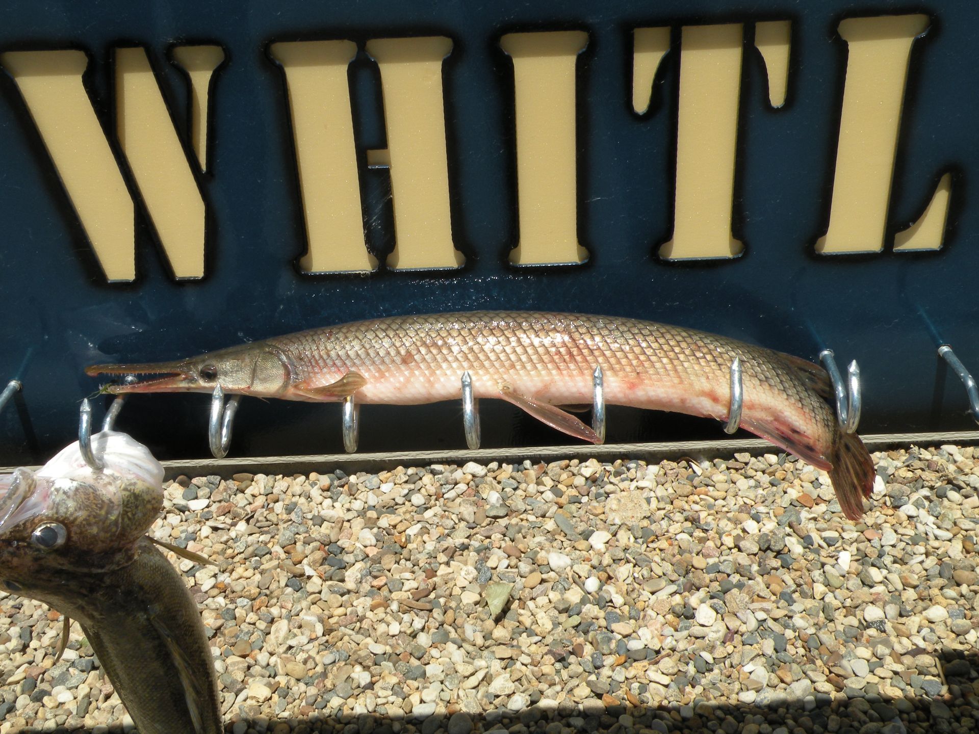 A fish is hanging on hooks in front of a sign that says white