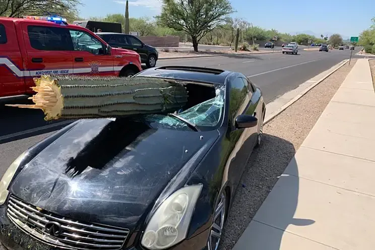 Drunk Driver Drives Into A Cactus Breaking Windshield in Phoenix, AZ