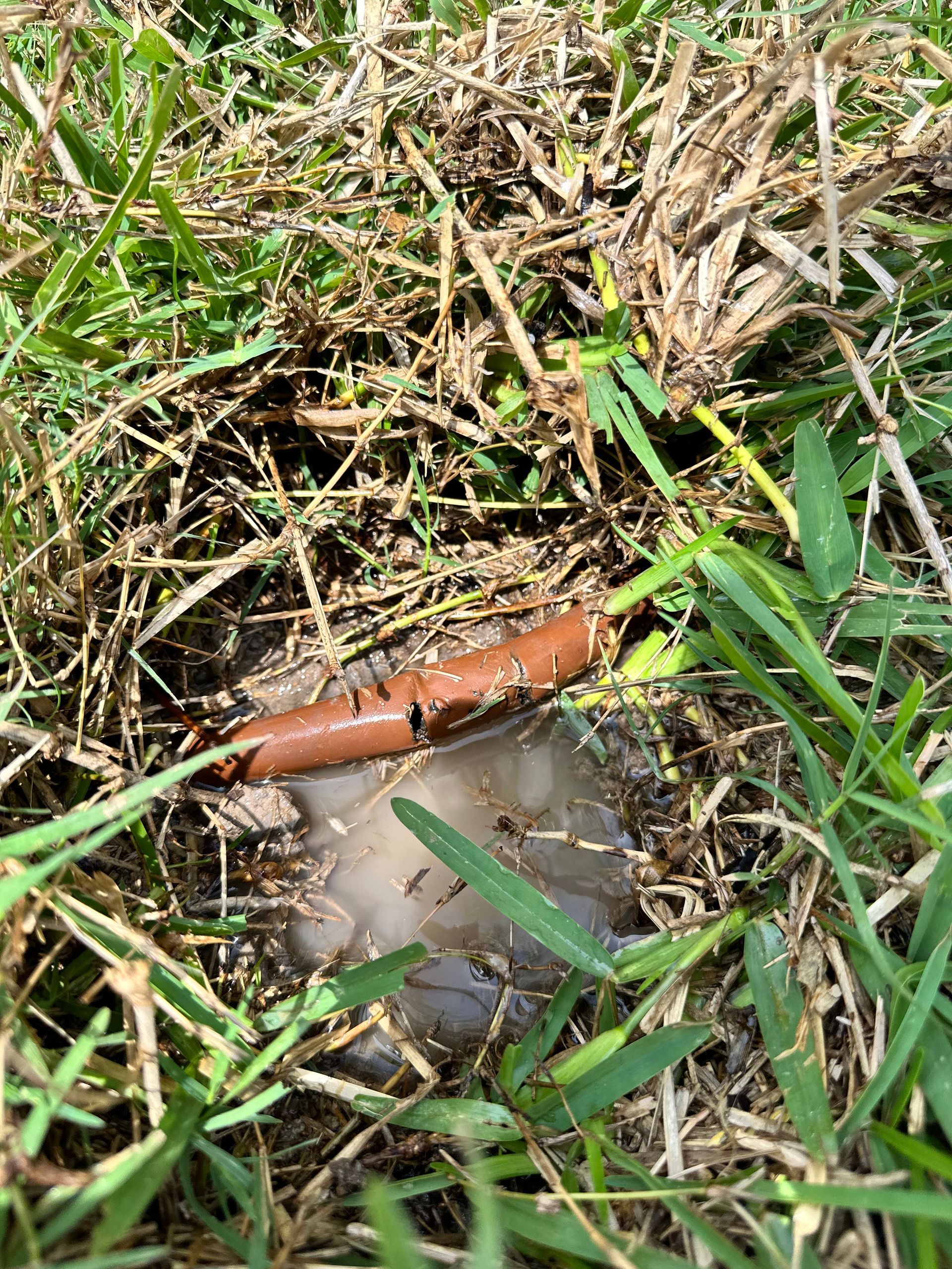 A hose is sticking out of the ground in the grass.