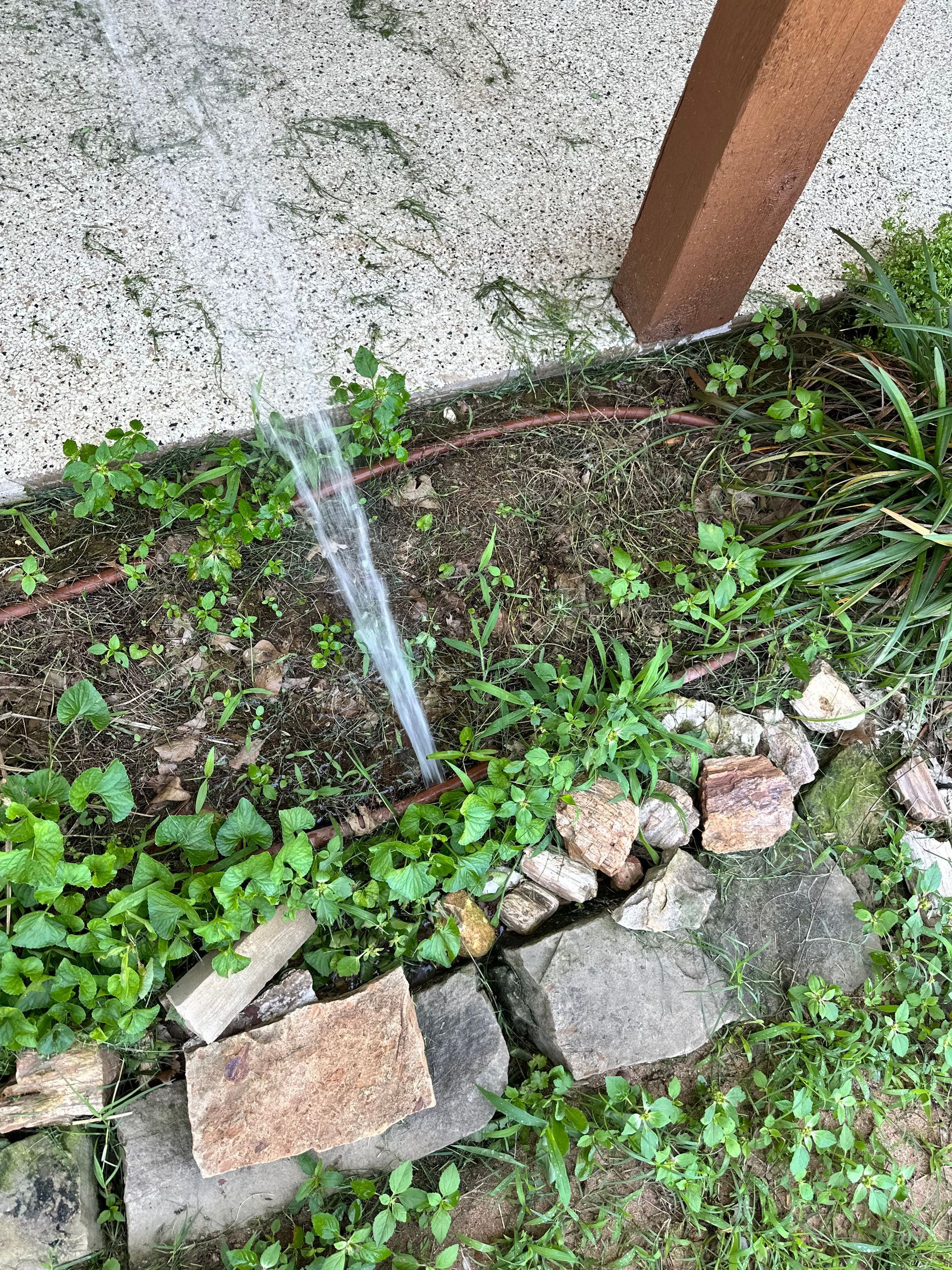 A hose is spraying water in a garden.