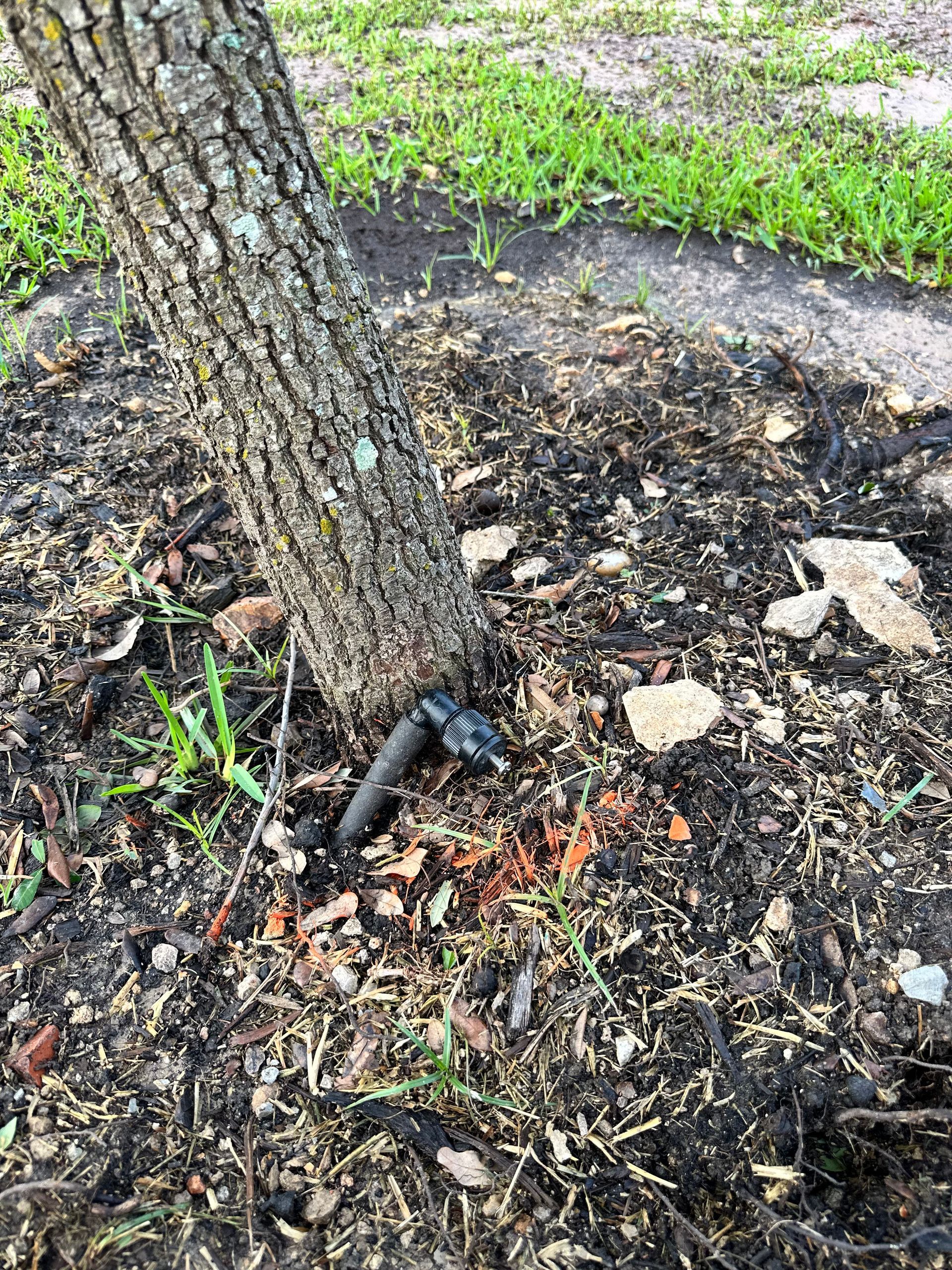 A tree trunk with a drip irrigation system attached to it.