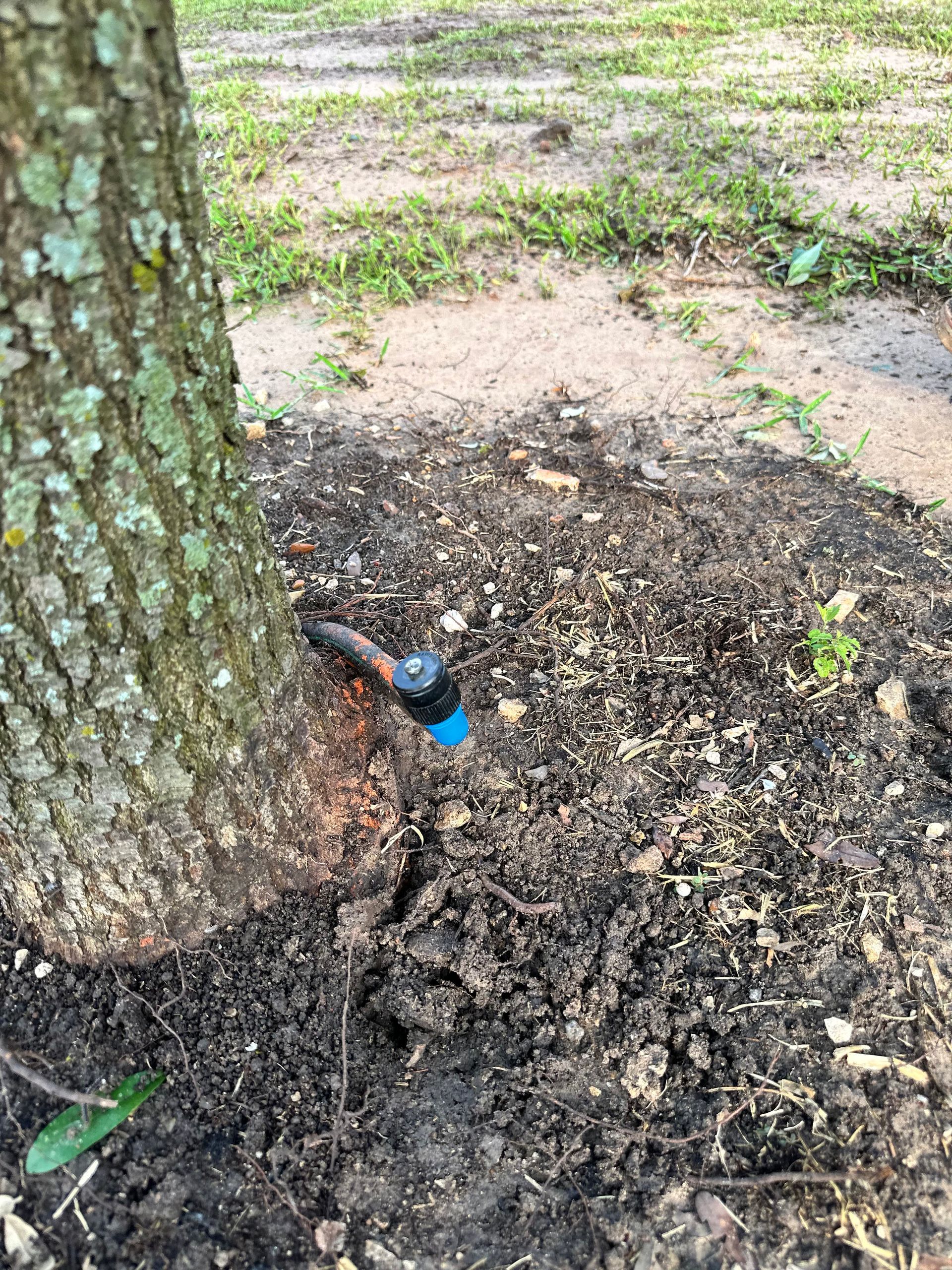 A tree trunk with a hose attached to it in the dirt.