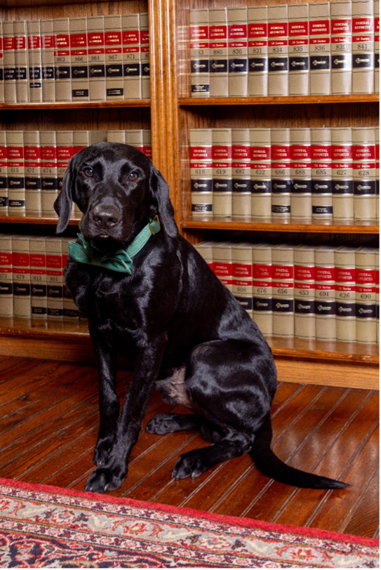 Black Labrador dog wearing a green collar sits in front of a bookcase filled with law books.