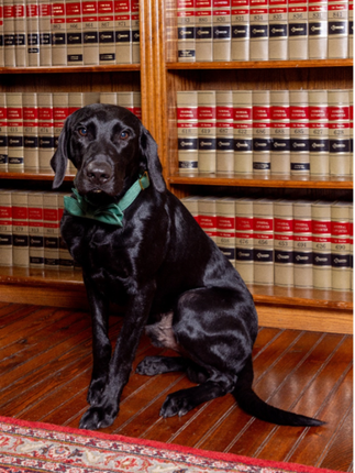 Black Labrador dog wearing a green collar sits in front of a bookcase with law books.