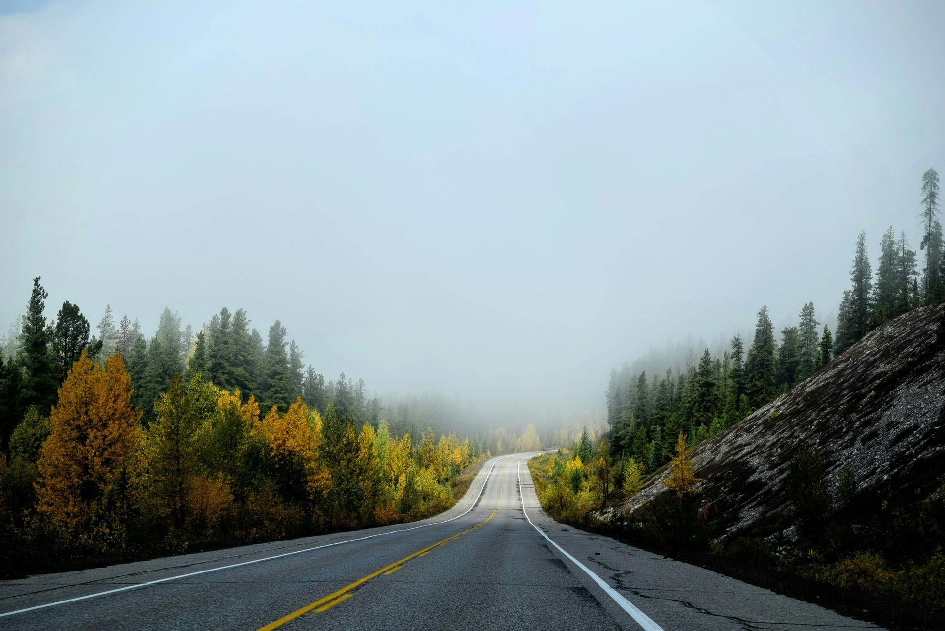 Road through a forest with autumn foliage and fog, leading into the distance.