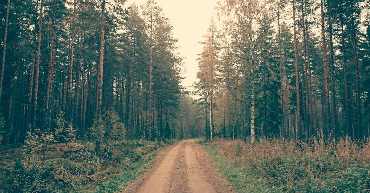 Dirt road through a forest with tall trees, light peaking through the canopy, overcast.