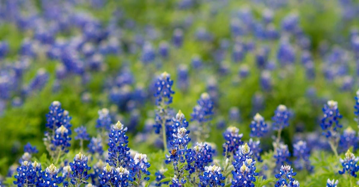 Bluebonnet flowers in a field of green, in soft focus.