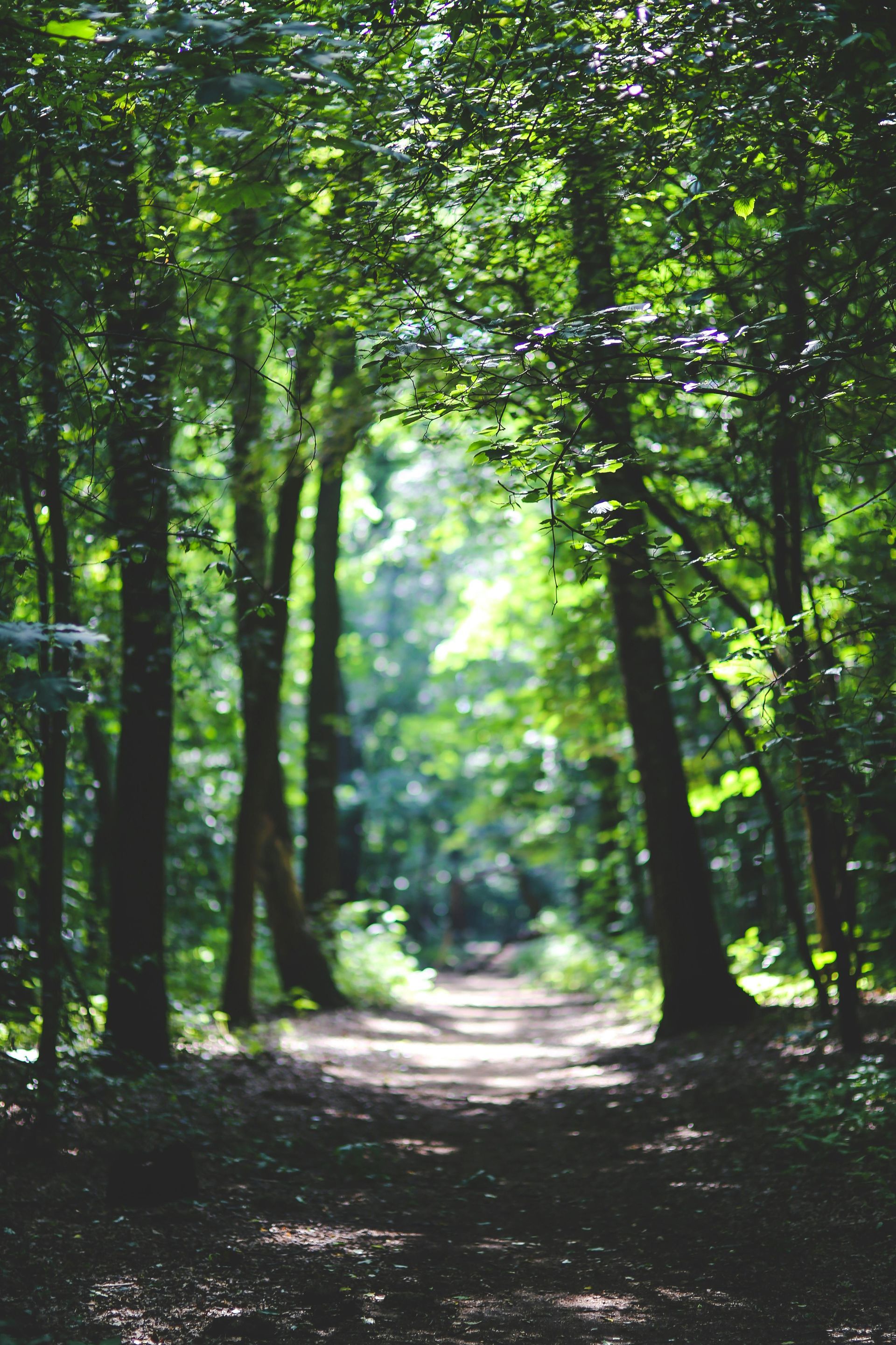 The sun is shining through the trees on a path in the woods.