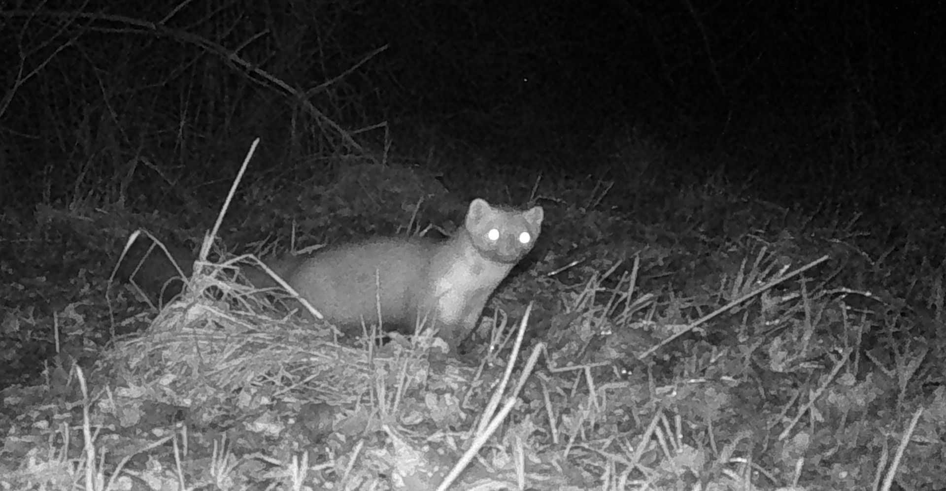 Een klein bruin zoogdier met heldere ogen in een veld 's nachts.