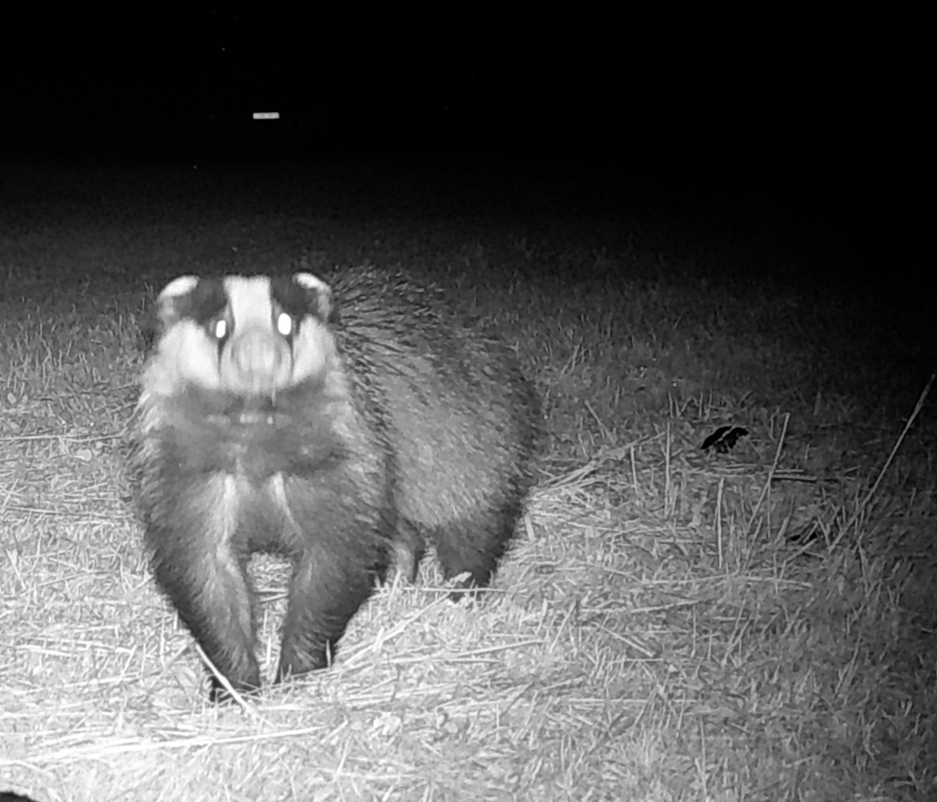 Een das staat in het donker op het gras, met zwart-witte markeringen op zijn gezicht.